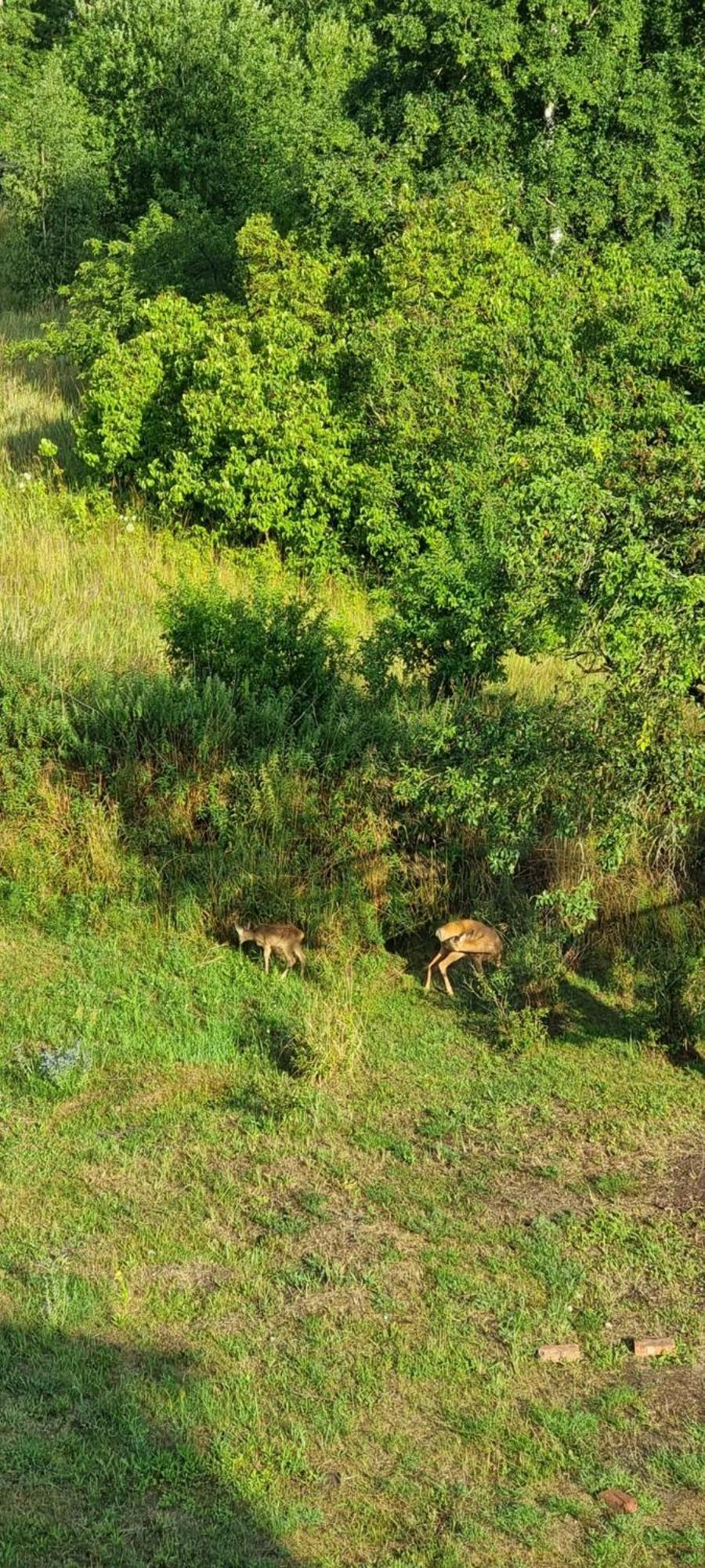 Ferienwohnung Fuer Naturliebhaber Peenemunde Bagian luar foto